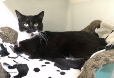 Cats - Leicester Animal Rescue