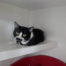 Home - Leicester Animal Rescue