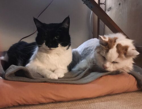 Winnie & Ducie & Shincyn (Formerly Philip)