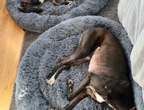 Terry & Ralf (Formerly Harry)