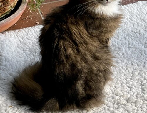 Ivy