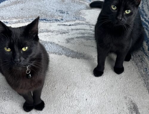 Tiny & Tilly (Formerly Tuna)