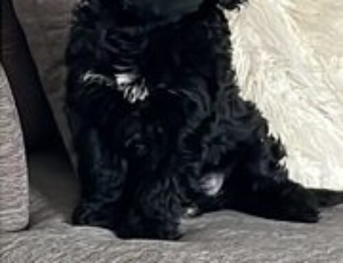 Max (Tiffin’s puppy)