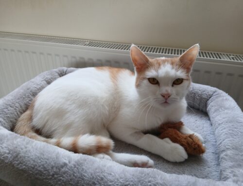 Toffee (Formerly Hazel)