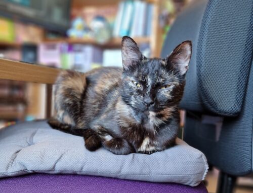 Pru (Formerly Princess)