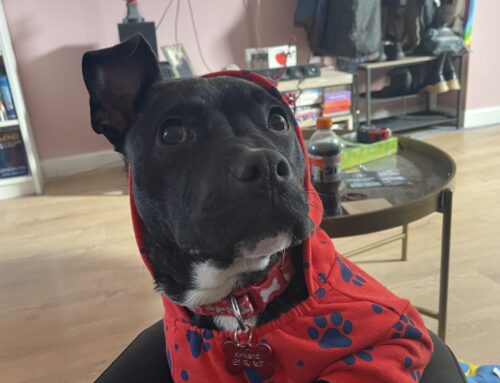 Lenny (Formerly Ben)