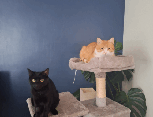 Ronnie & Lola (Formerly Bannoffee & Binx)