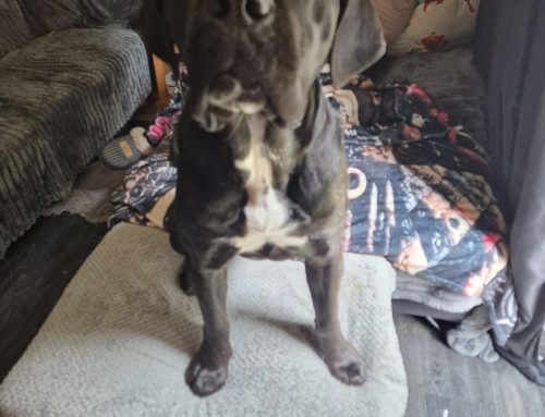 Cola (Formerly Lola)
