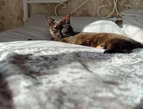 Daisy-Rose