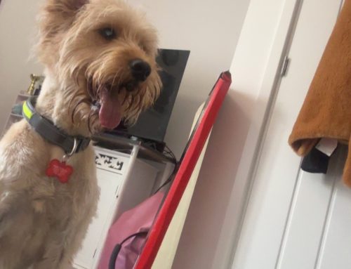 Fudge (Formerly Cooper)
