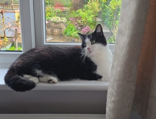 Oreo
