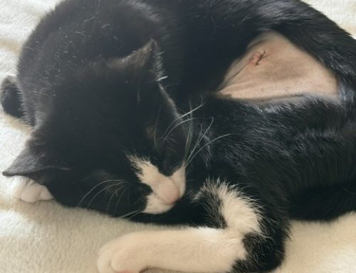Cleo (Formerly Coral)