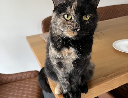 Chai (Formerly Reign)