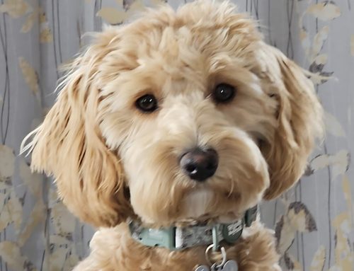 Molly (Tiffin’s puppy)