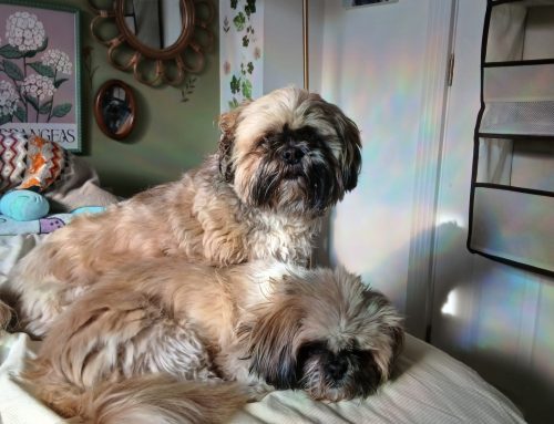 Ted & Poppy