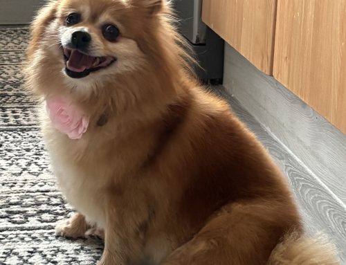 Pixie (Formerly Patricia)