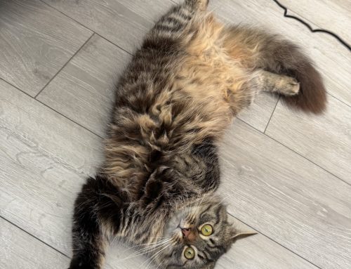 Ted (Formerly Beans)
