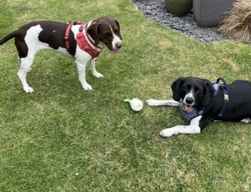 Cookie & Fudge (Formerly Millie & Ella)
