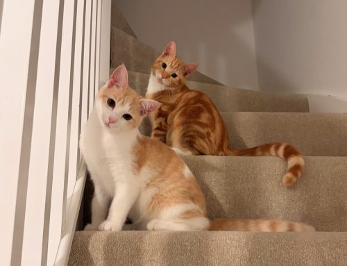 Loki & Odin (Formerly Simba & Kaspa)