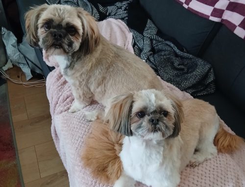 Ted & Poppy