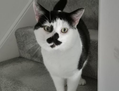 Monty (Formerly Fatface)